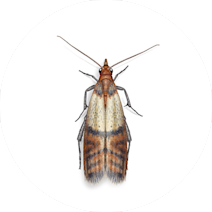 Plodia interpunctella - Σκώρος αποθηκών